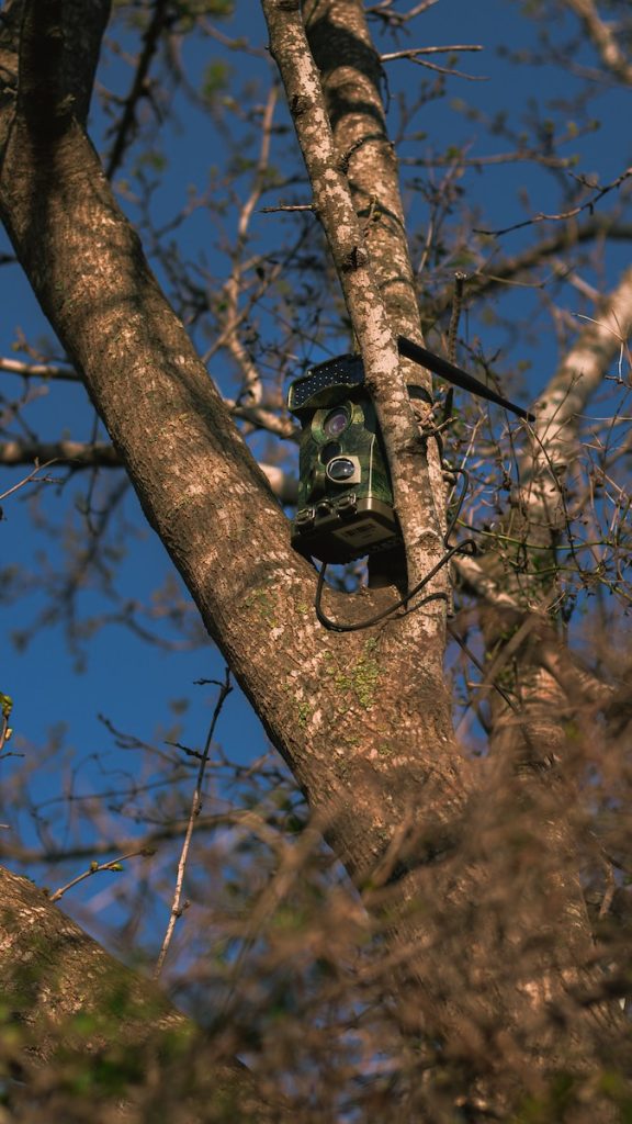 Fotokapan Kamera: Doğada Gizlenen Hayatın İzinde